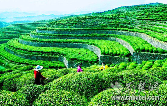 英山县请来"茶院士"科技兴茶 力争做湖北茶叶强县