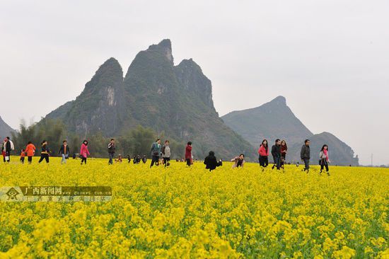 花样上林,油菜花盛开引来游人.上林县委宣传部供图